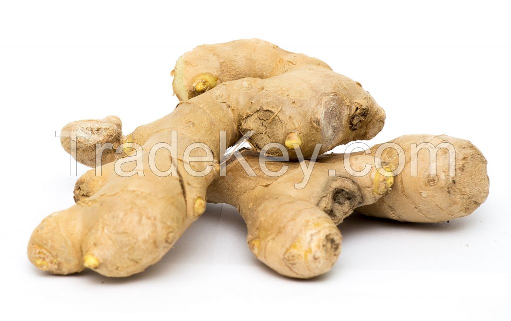 Ginger  - Zingibar officinale