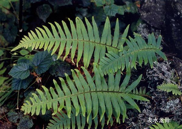 Polypodium leucotomos extract