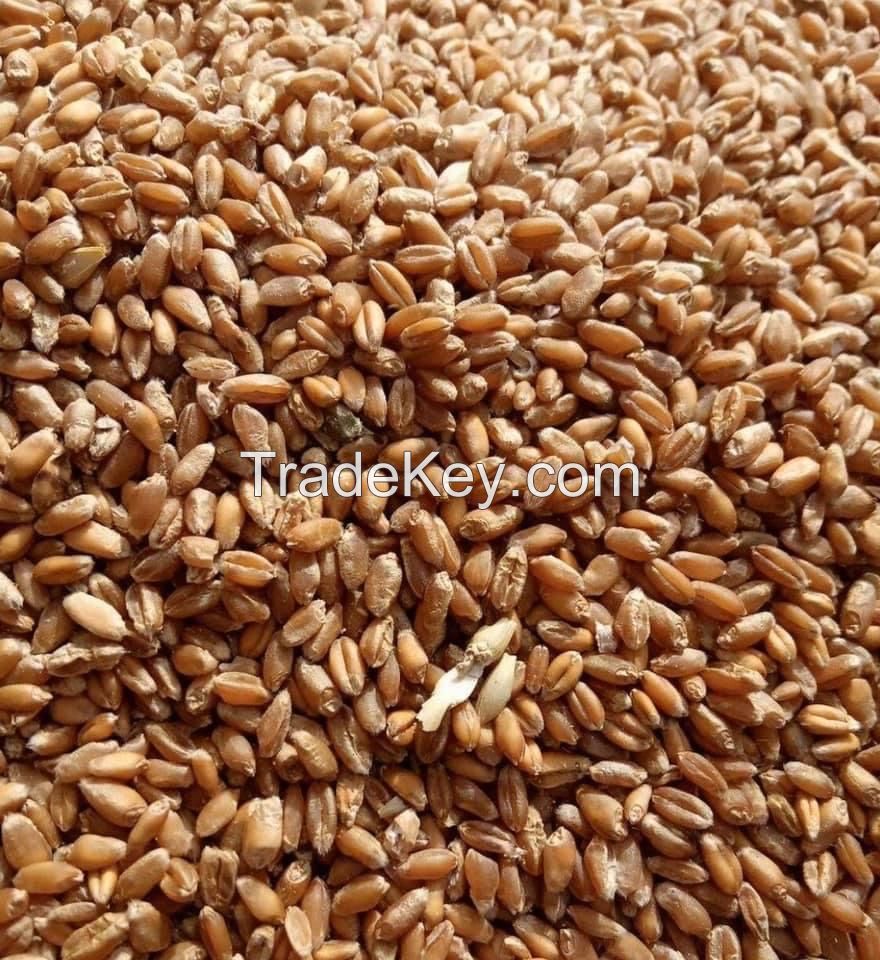 Milling wheat 11.5% Ukraine origin containers shipment