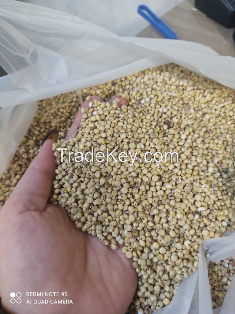 White sorghum