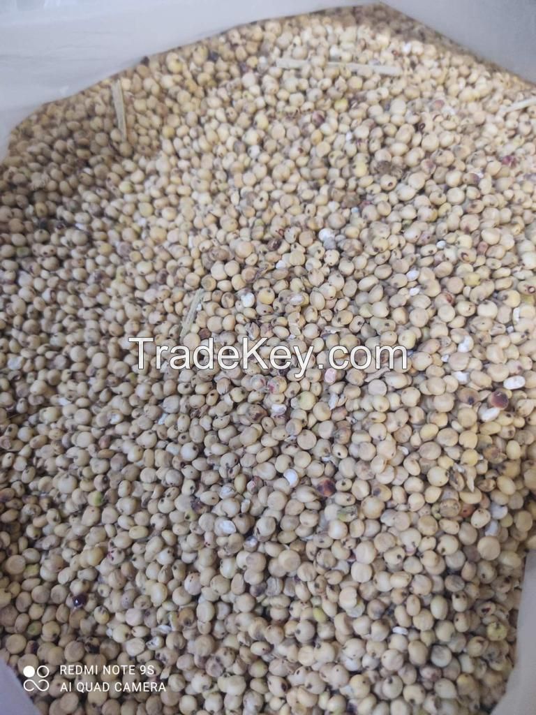 White sorghum