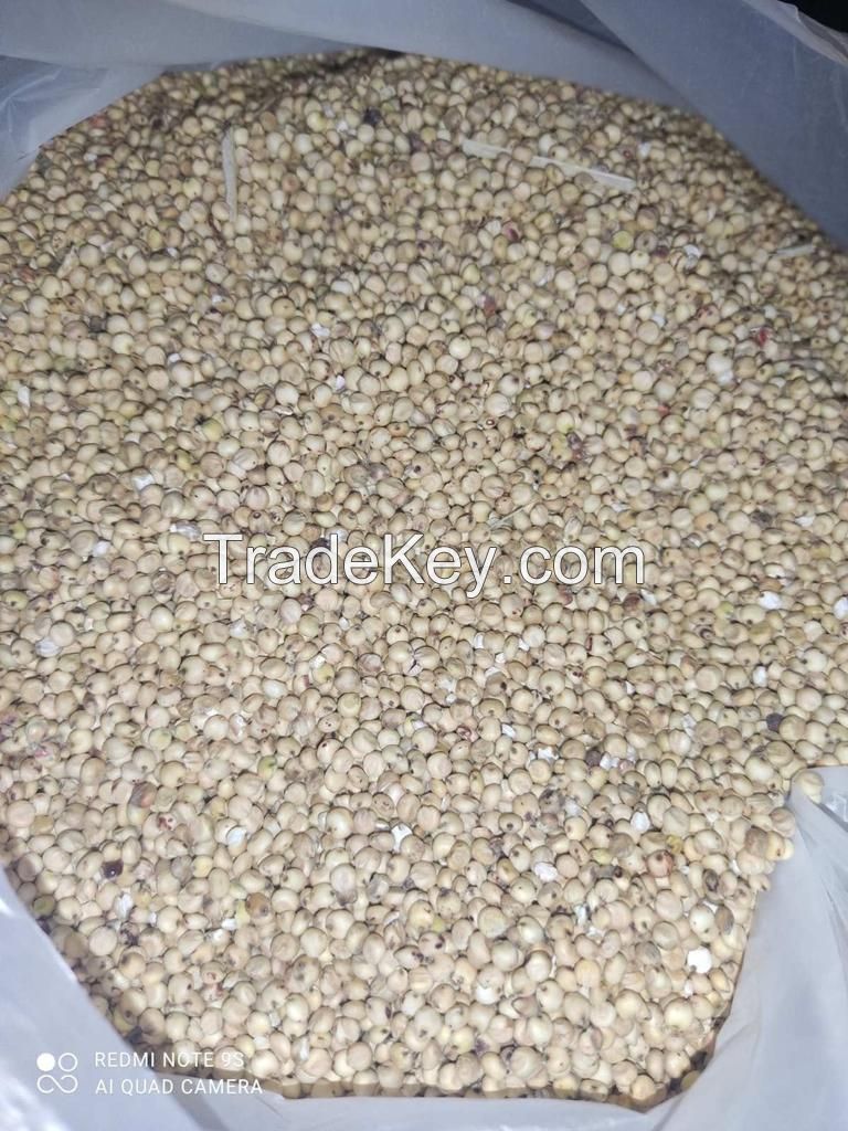 White sorghum