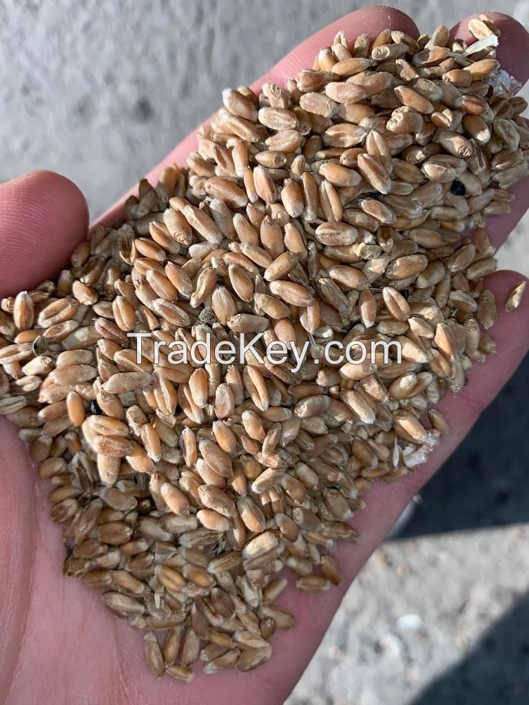 Milling wheat 11.5% Ukraine origin containers shipment