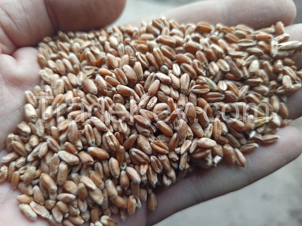 Milling wheat 11.5% Ukraine origin containers shipment