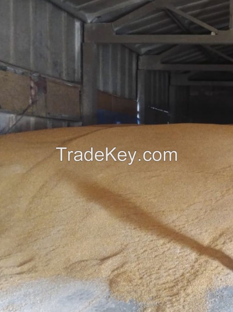 Yellow corn Ukraine origin containers shipment