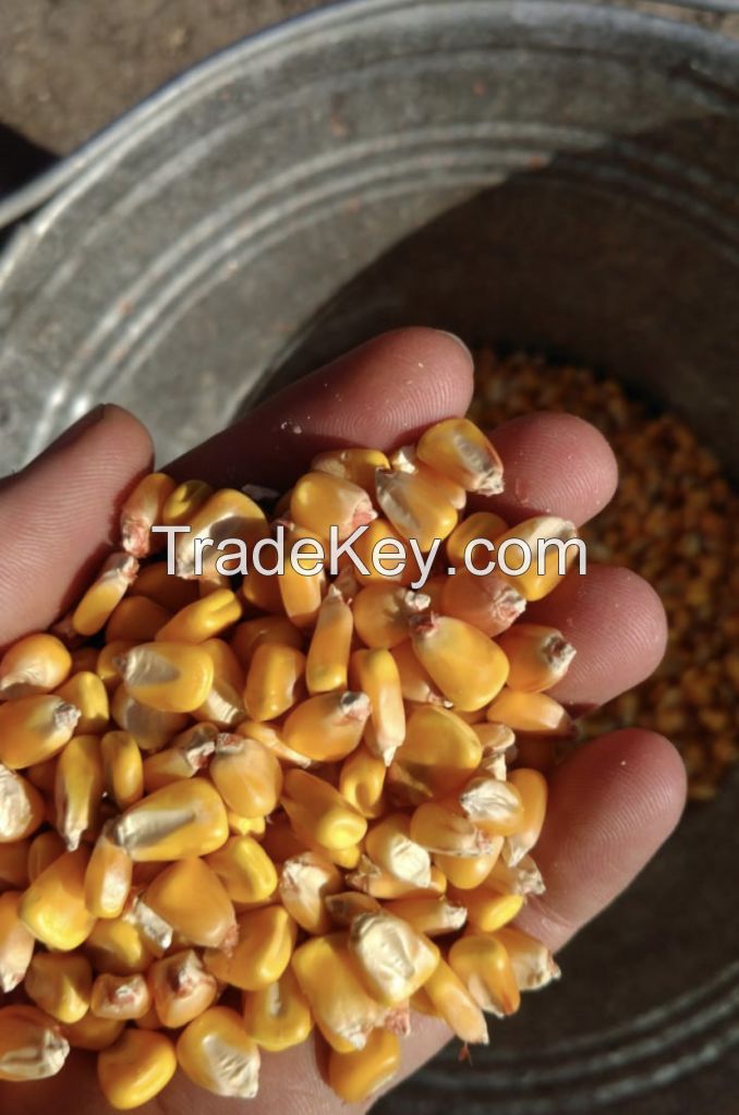 Yellow corn Ukraine origin containers shipment