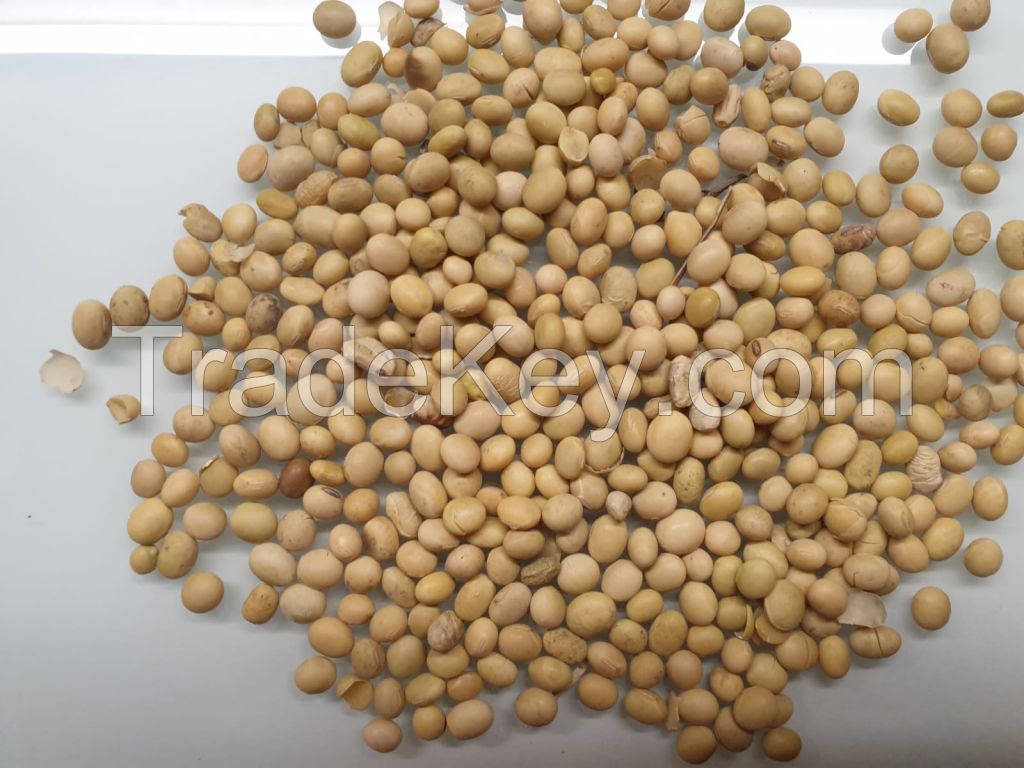 Soybean NON GMO and GMO