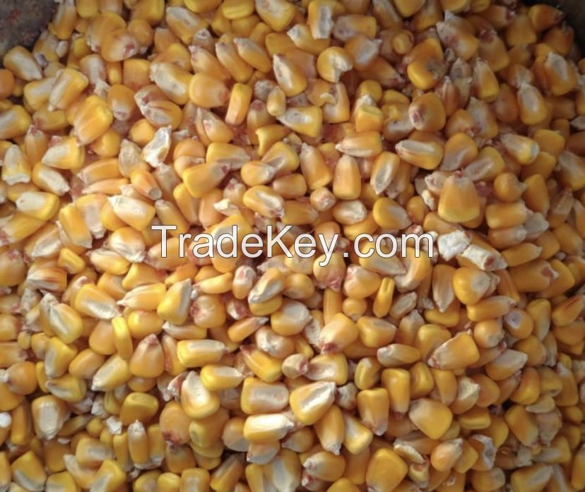 Yellow corn Ukraine origin containers shipment