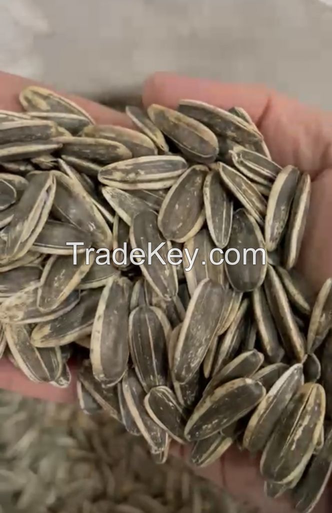 Sunflower seeds type 361 Ukraine origin