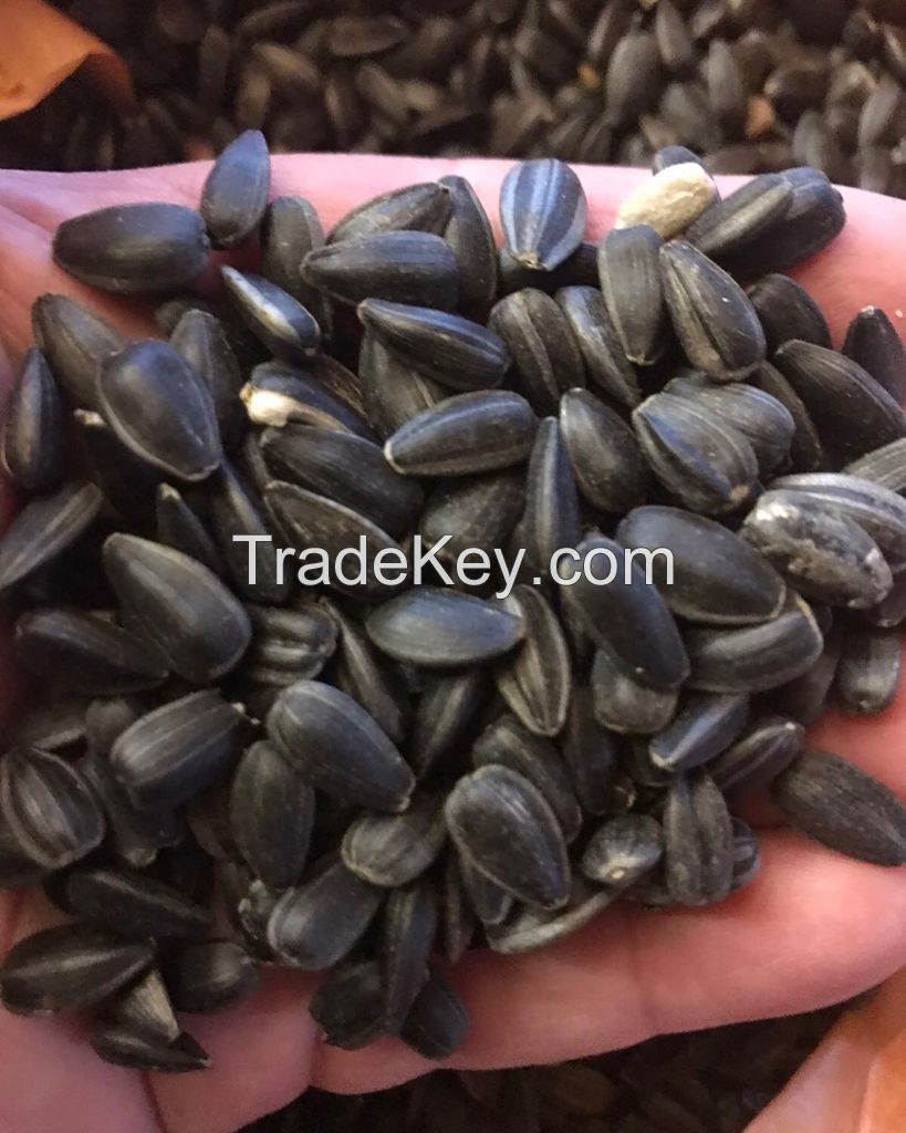 Sunflower seeds for confectionary LAKOMKA