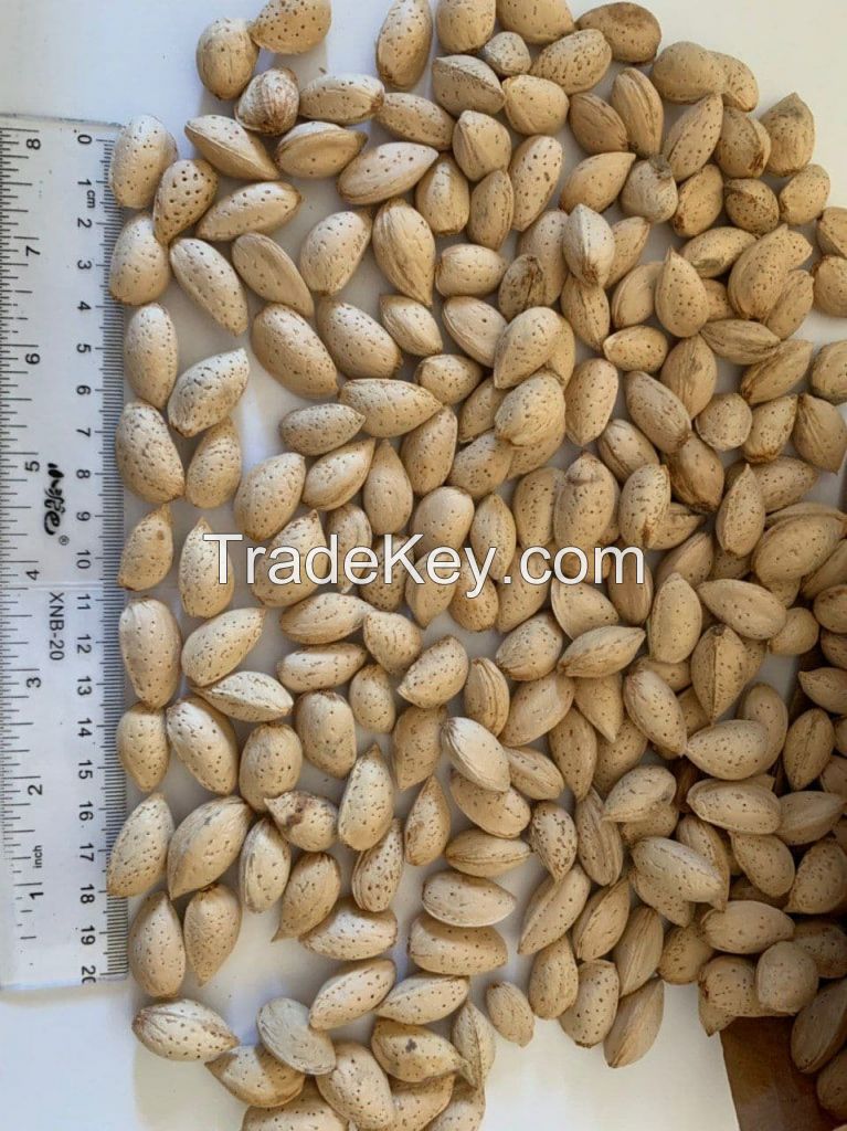 Wholesale 25 kg organic dried  Almond nuts natural almond