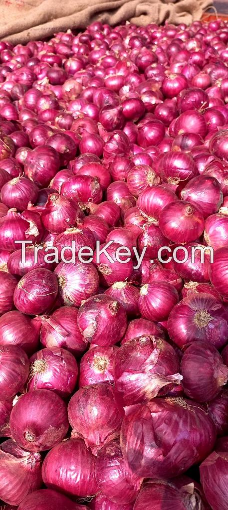 Best Quality Wholesale cheap Price Fresh Red Onion
