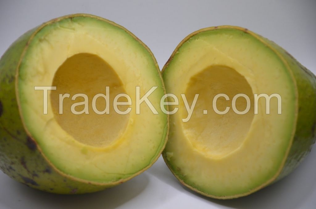 WINA AVOCADO