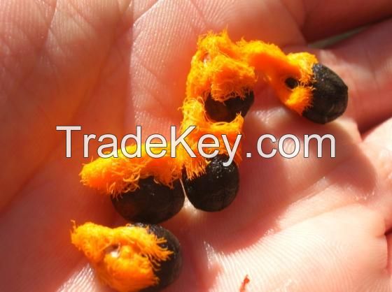 Bird of Paradise Strelitzia Reginae Seeds