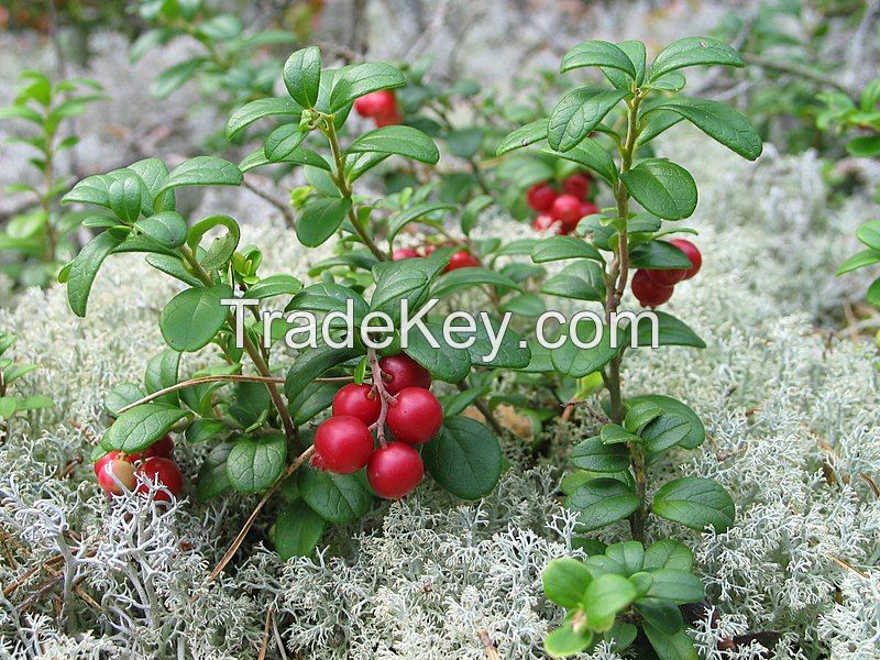 Lingonberry (Cowberry) leaves