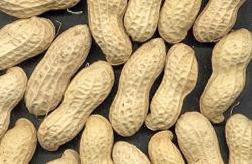 Sell Hand-picked Peanuts In Shell(two Kernels)