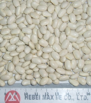 Sell White Kidney Beans. Japan Type