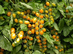 Sell Grape Tomato Seeds 4