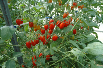 Sell Grape Tomato Seeds 2