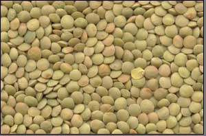 Sell Lentils