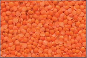 Sell Lentils