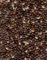 Sell Chia Seed (Salvia hispanica)