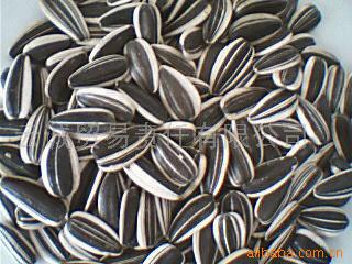 Sell Sunflower Seeds