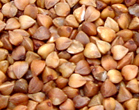 Sell Roasted Buckwheat Kernel