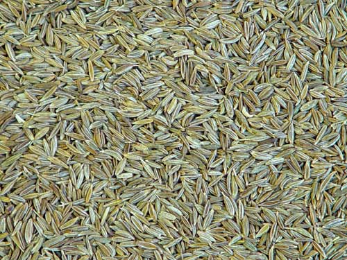 Sell Cumin seeds