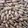 Sell Light speckled kidney beans