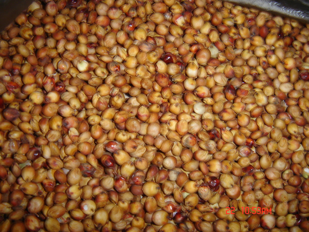 Sell sorghum