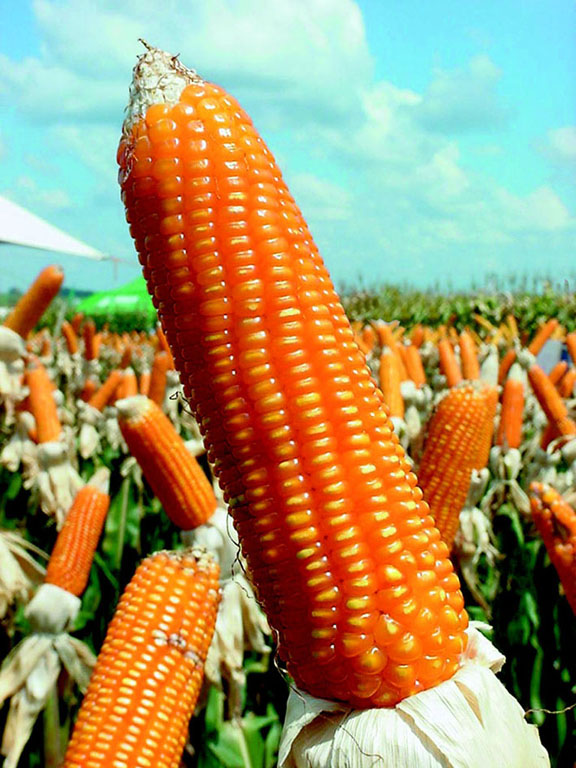 Sell Yellow Maize