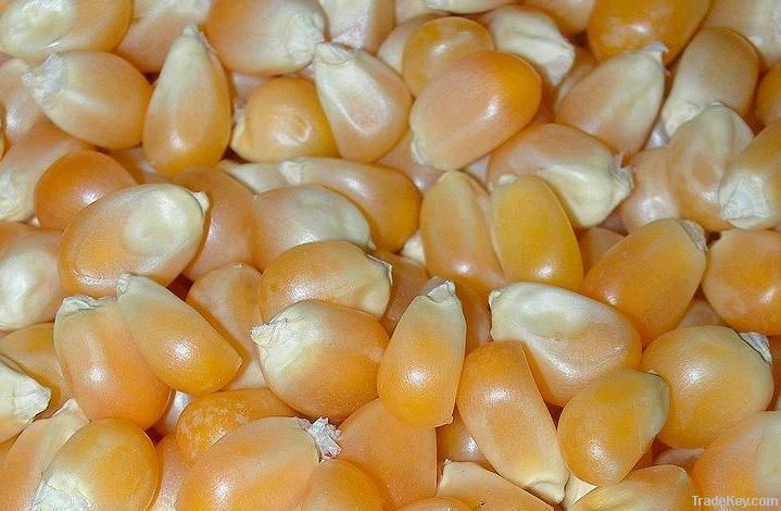 Sell Quality Yellow Corn & Yellow Maize