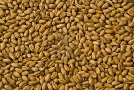 Sell Wheat Grains