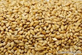 Sell Barley seeds