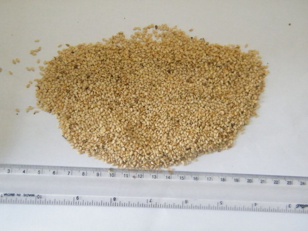 Sell SESAME SEEDS