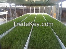 Sell High  quality  Freeze Dried Wheat Green Grass Leaves 