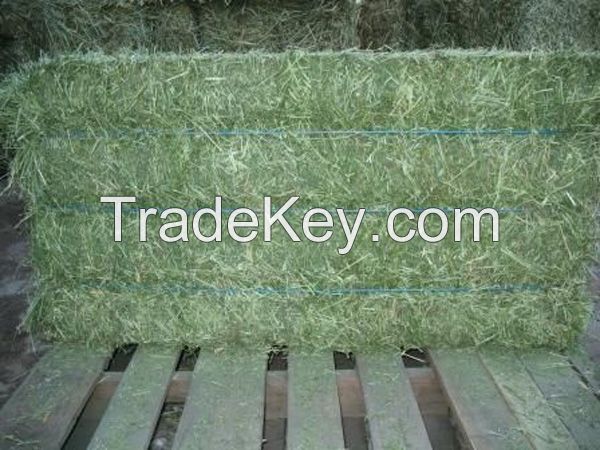 Sell Buy Grade A Lucerne/Alfalfa Hay ,Teff bales,Eragrostis Hay,Animal feeds