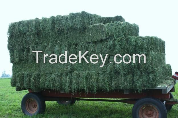 Sell High Quality Animal Feed Alfalfa Hay