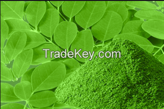 Sell Moringa