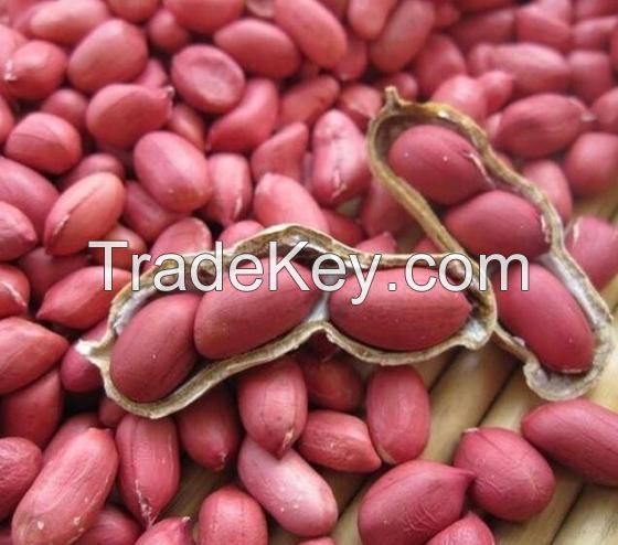 Sell New Crop Good Quality Raw / Blanched Peanuts / Groundnuts for Sale