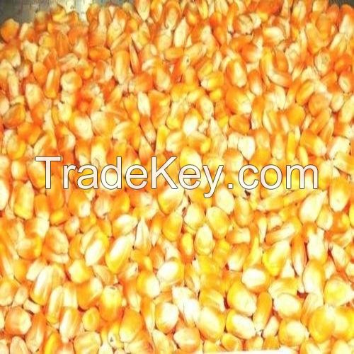 Sell High-Quality Hot Sale Non-Gmo Feed Grade Corn Protein Meal / Zein / Corn Gluten 