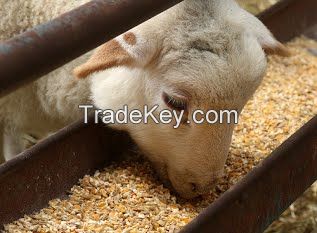 Sell High-Quality Hot Sale Non-Gmo Feed Grade Corn Protein Meal / Zein / Corn Gluten 