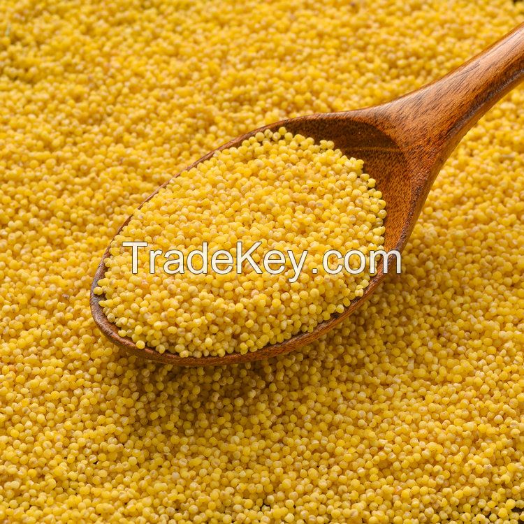 Sell Protein-Rich Organic Foxtail Millet Gluten-free Grain