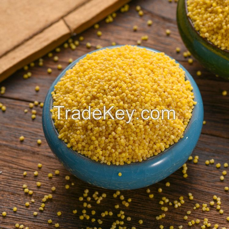 Sell Protein-Rich Organic Foxtail Millet Gluten-free Grain