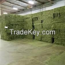 Sell Alfalfa Hay Bales 250KG