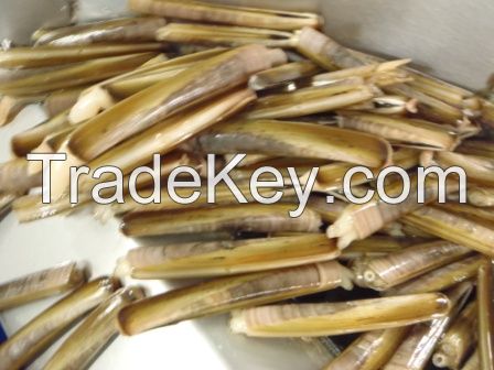 Razor Clam