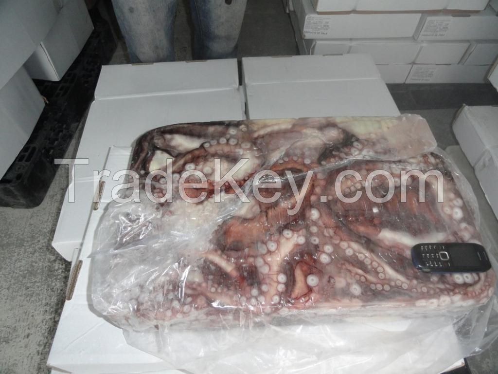 Southern Octopus