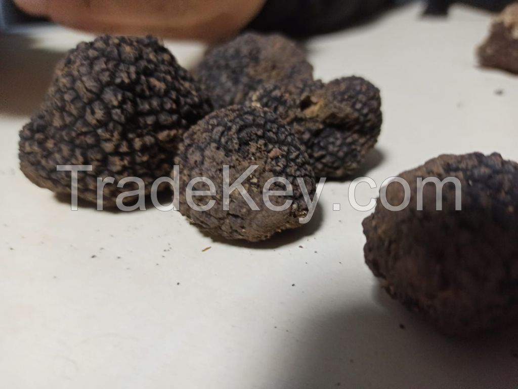 Black Truffles