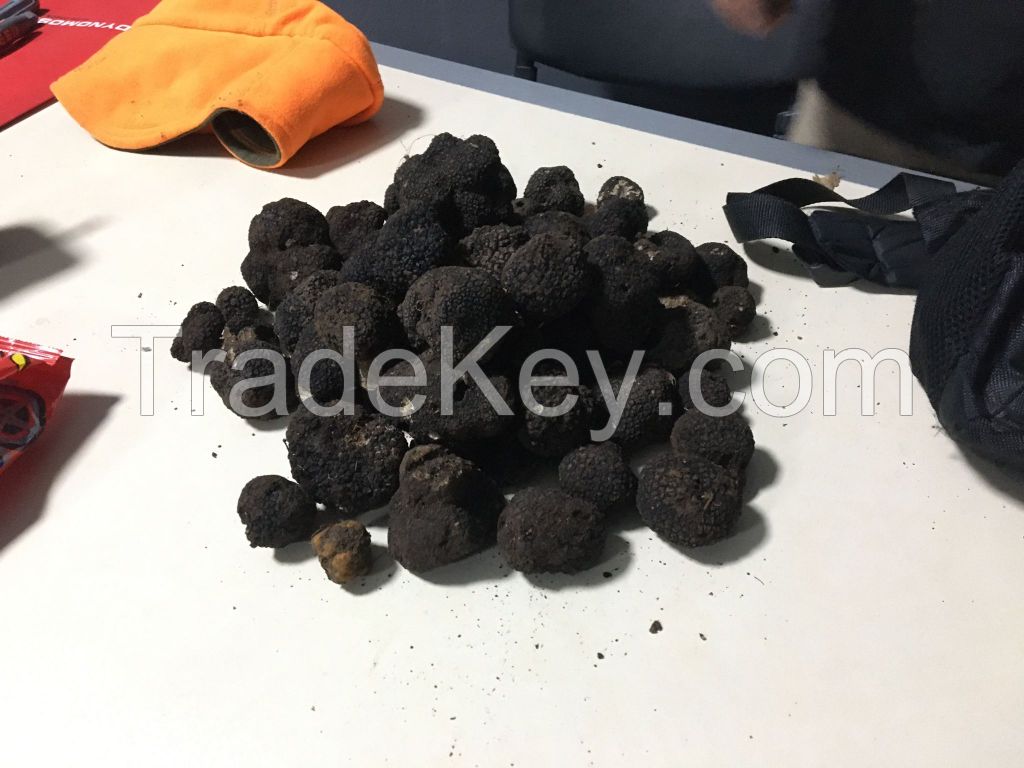 Black Truffles